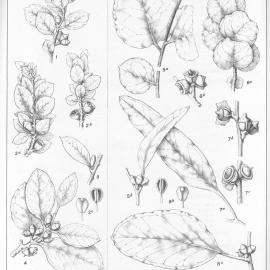 A critical revision of the genus Eucalyptus (Volume 3): Plate 116