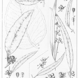 A critical revision of the genus Eucalyptus (Volume 3): Plate 117