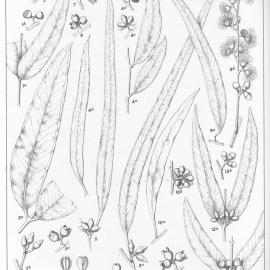 A critical revision of the genus Eucalyptus (Volume 3): Plate 118