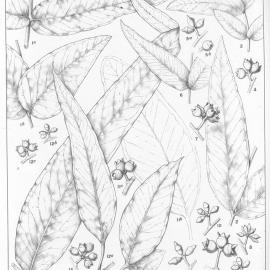 A critical revision of the genus Eucalyptus (Volume 3): Plate 119
