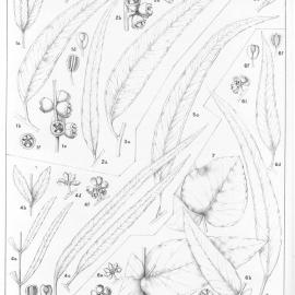 A critical revision of the genus Eucalyptus (Volume 3): Plate 120