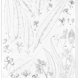 A critical revision of the genus Eucalyptus (Volume 3): Plate 121