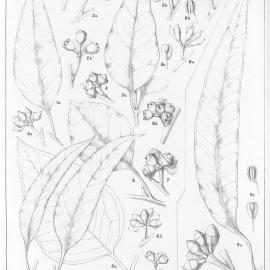 A critical revision of the genus Eucalyptus (Volume 3): Plate 122