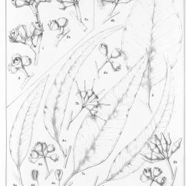 A critical revision of the genus Eucalyptus (Volume 3): Plate 123