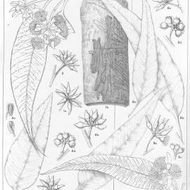 A critical revision of the genus Eucalyptus (Volume 3): Plate 124