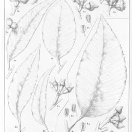 A critical revision of the genus Eucalyptus (Volume 3): Plate 126