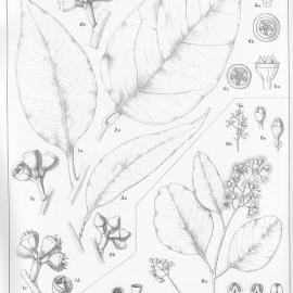 A critical revision of the genus Eucalyptus (Volume 3): Plate 127