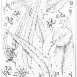 A critical revision of the genus Eucalyptus (Volume 4): Plate 128