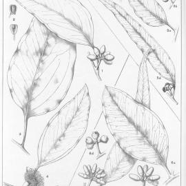 A critical revision of the genus Eucalyptus (Volume 4): Plate 129