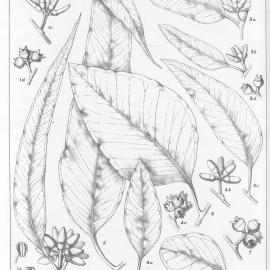 A critical revision of the genus Eucalyptus (Volume 4): Plate 130