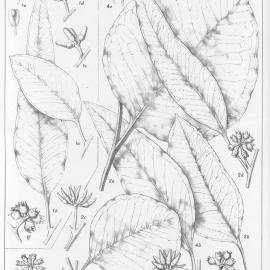 A critical revision of the genus Eucalyptus (Volume 4): Plate 131