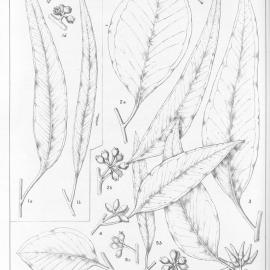 A critical revision of the genus Eucalyptus (Volume 4): Plate 133