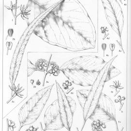A critical revision of the genus Eucalyptus (Volume 4): Plate 134