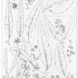 A critical revision of the genus Eucalyptus (Volume 4): Plate 135