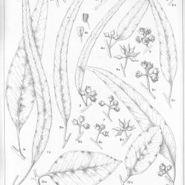 A critical revision of the genus Eucalyptus (Volume 4): Plate 136