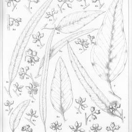 A critical revision of the genus Eucalyptus (Volume 4): Plate 137