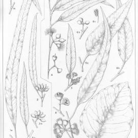 A critical revision of the genus Eucalyptus (Volume 4): Plate 138