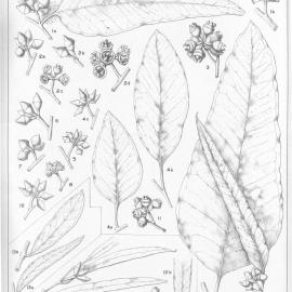 A critical revision of the genus Eucalyptus (Volume 4): Plate 139