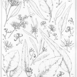 A critical revision of the genus Eucalyptus (Volume 4): Plate 140