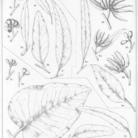 A critical revision of the genus Eucalyptus (Volume 4): Plate 141