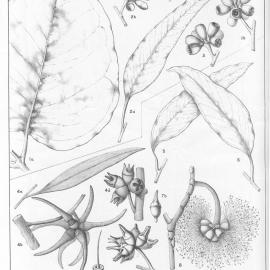 A critical revision of the genus Eucalyptus (Volume 4): Plate 142