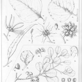 A critical revision of the genus Eucalyptus (Volume 4): Plate 143