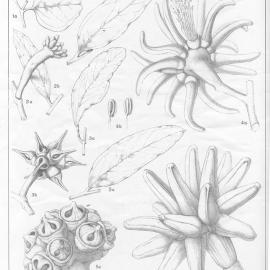 A critical revision of the genus Eucalyptus (Volume 4): Plate 144