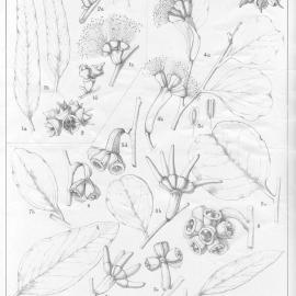 A critical revision of the genus Eucalyptus (Volume 4): Plate 145