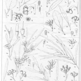 A critical revision of the genus Eucalyptus (Volume 4): Plate 146