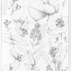 A critical revision of the genus Eucalyptus (Volume 4): Plate 147