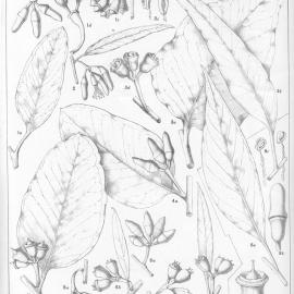 A critical revision of the genus Eucalyptus (Volume 4): Plate 148