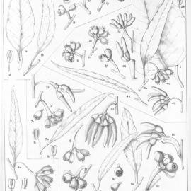 A critical revision of the genus Eucalyptus (Volume 4): Plate 149