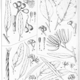 A critical revision of the genus Eucalyptus (Volume 4): Plate 150
