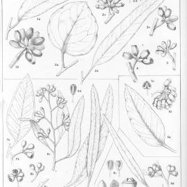 A critical revision of the genus Eucalyptus (Volume 4): Plate 151