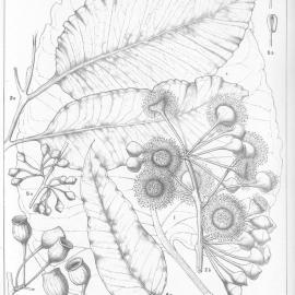 A critical revision of the genus Eucalyptus (Volume 4): Plate 153