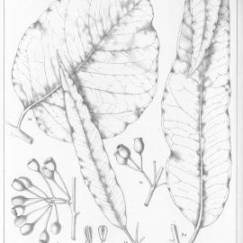 A critical revision of the genus Eucalyptus (Volume 4): Plate 154