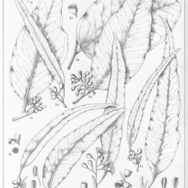 A critical revision of the genus Eucalyptus (Volume 4): Plate 155