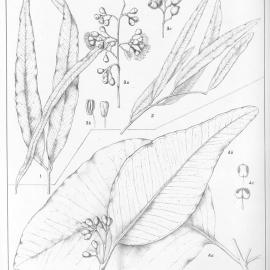 A critical revision of the genus Eucalyptus (Volume 4): Plate 156