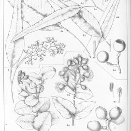 A critical revision of the genus Eucalyptus (Volume 4): Plate 157