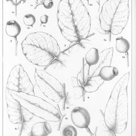 A critical revision of the genus Eucalyptus (Volume 4): Plate 158