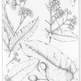 A critical revision of the genus Eucalyptus (Volume 4): Plate 159