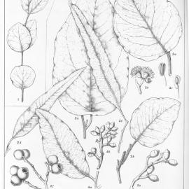 A critical revision of the genus Eucalyptus (Volume 4): Plate 160