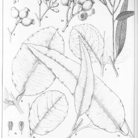 A critical revision of the genus Eucalyptus (Volume 4): Plate 161