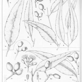 A critical revision of the genus Eucalyptus (Volume 4): Plate 162