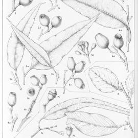 A critical revision of the genus Eucalyptus (Volume 4): Plate 163