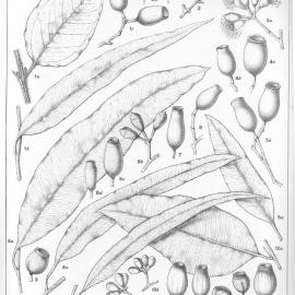 A critical revision of the genus Eucalyptus (Volume 4): Plate 164