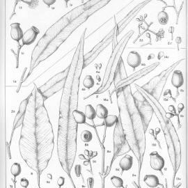 A critical revision of the genus Eucalyptus (Volume 4): Plate 165