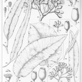 A critical revision of the genus Eucalyptus (Volume 4): Plate 166