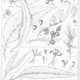 A critical revision of the genus Eucalyptus (Volume 4): Plate 167