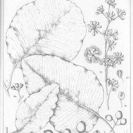 A critical revision of the genus Eucalyptus (Volume 5): Plate 168